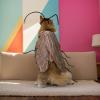 Cockroach Costume for Cats with Wings and Antennas view 3