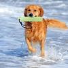 Generic Water Toy for Dogs - Boat Dog Toy view 3