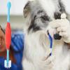 Dog Toothbrush - Double-Headed Brush for Effective Dental Care view 3