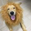 LUCKDANO Aibi Pocket Pet Costume view 2