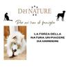 Dei NATURE Olive Wood for Dogs, Natural Chew Wood for Tartar, Size L view 3