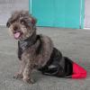 Washable Reusable Support Bag for Disabled Dogs view 3