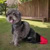 Dog Sling Bag for Hind Legs view 2