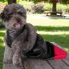 Dog Sling Bag for Hind Legs view 3