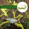 Generic Climbing Vine for Reptiles view 2