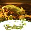 Lifelike Flexible Terrarium Vines for Reptiles view 3