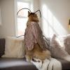 Cat Cockroach Costume for Pets view 3