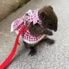 Harness for Dwarf Rabbits view 3