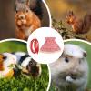 Harness for Dwarf Rabbits and Small Pets view 4