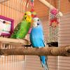 Bird Shredder Toy and Foraging Swing view 3