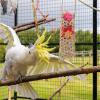 Huayeex Bird Snacks for Chewing view 2