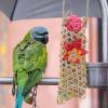 Colorful Chew and Foraging Toy for Budgerigars view 2