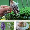WATERBELINE Hanging Aquarium Plant Holder for Aquaponic Plants view 3