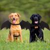 Bat Wings for Cats view 3