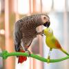 Bird Perch Stand, Play & Chew Stand for Parrots view 2