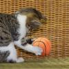 Catnip Balls - Interactive Cat Toy view 2