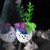 Fish and Shrimp Cave, Aquarium Decoration view 4
