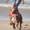 Dog Bottle Toy - Interactive Crunch Toy view 4