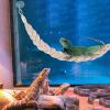 Hermit Crab Climbing Toy - Reptile Enrichment Accessory view 2