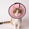 Depets Soft Pink Adjustable Recovery Cone for Dogs and Cats view 1
