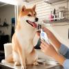 Dog Nail Clippers, Nail File and Portable Grooming Tools view 3