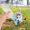 HANABASS Portable Dog Water Bottles - 2 Pack view 4