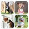 Martingale Collar for Dogs, Hot Pink, Size S view 4