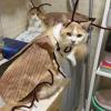 Cat Costume - Fun Outfit with Wings and Antennas view 3