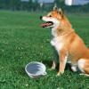 Foldable Dog Bowl view 2