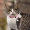Toddmomy Adjustable Cat Collar with Safety Closure view 4