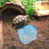 ifundom Turtle Basking Platform with Suction Cup view 3