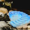ifundom Turtle Basking Platform with Suction Cup view 4