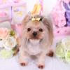 Abaodam Pet Hair Clips - 10 Pack view 3