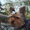 Abaodam Pet Hair Clips - 10 Pack view 4