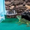 yybng Reptile Feeding Bowl view 2