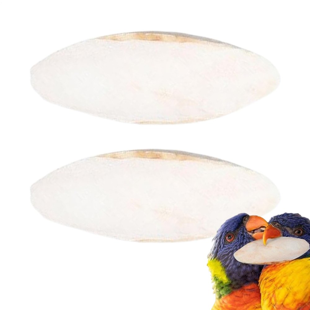 Sepia Shells for Turtles | 2 Pieces