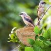 Jubilofex Parakeet Nest Box view 2