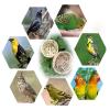 Budgie Nest Box - Natural Handwoven Finch Nest view 4
