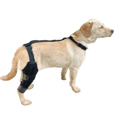 Adjustable Rear-Leg Dog Brace with Non-Slip Knee Support
