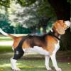 Adjustable Rear-Leg Dog Brace with Non-Slip Knee Support view 2