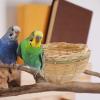 Budgie Nest Box | Handwoven Bird Cage Nest | Garden Decor for Breeding and Sleeping view 3