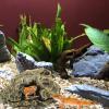 Reptile Cave Shelter, 6.3 x 5.31 x 2.95 in view 3