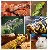 Reptile Cave view 4