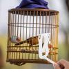 Abaodam Practical ABS Food Clip for Bird Cages view 4