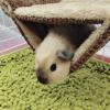 Fdit Premium Flannel Pet Hammock - Cozy Bed for Hamsters (Brown) view 2