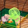 GRIRIW Hamster Wheel with Silent Design and High Durability - 4 Pack view 2