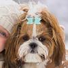 TOYANDONA 10-Piece Polyester Hair Bows for Small Dogs and Cats view 2