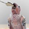 Bird Feeding Spoons – Food Scoops | Metal Bird Feeding Spoon Set view 2
