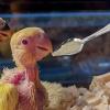 Bird Feeding Spoons – Food Scoops | Metal Bird Feeding Spoon Set view 3