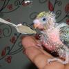 Bird Feeding Spoons – Food Scoops | Metal Bird Feeding Spoon Set view 4